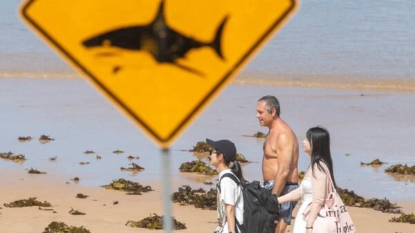 Fatal Shark Attack Claims Life in Northeast Australia