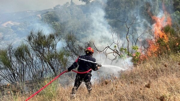 Deadly wildfires hit northern Algeria