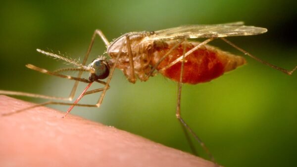 Malaria outbreak at Frankfurt Airport kills 2 workers
