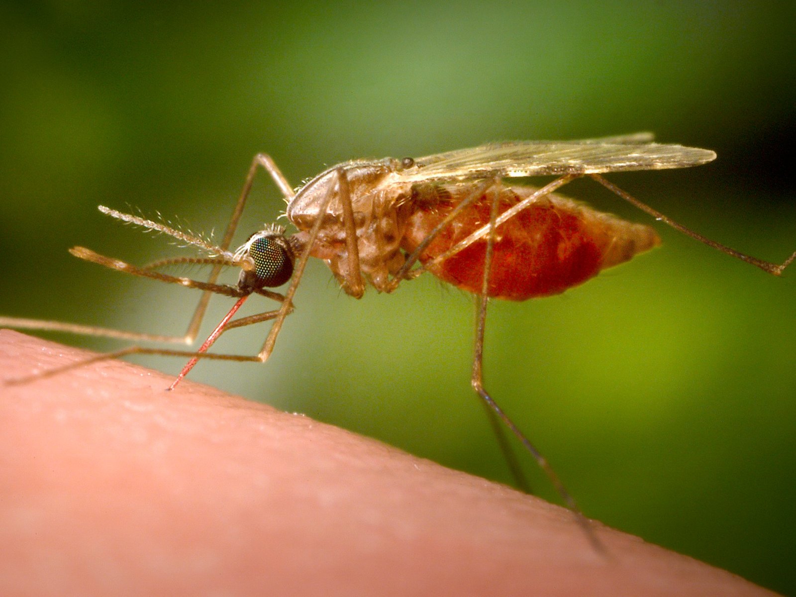 Malaria outbreak at Frankfurt Airport kills 2 workers