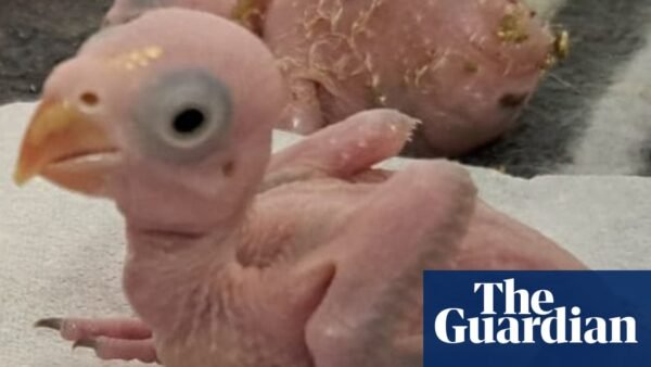 Thai nationals arrested for smuggling parrot eggs in South Africa