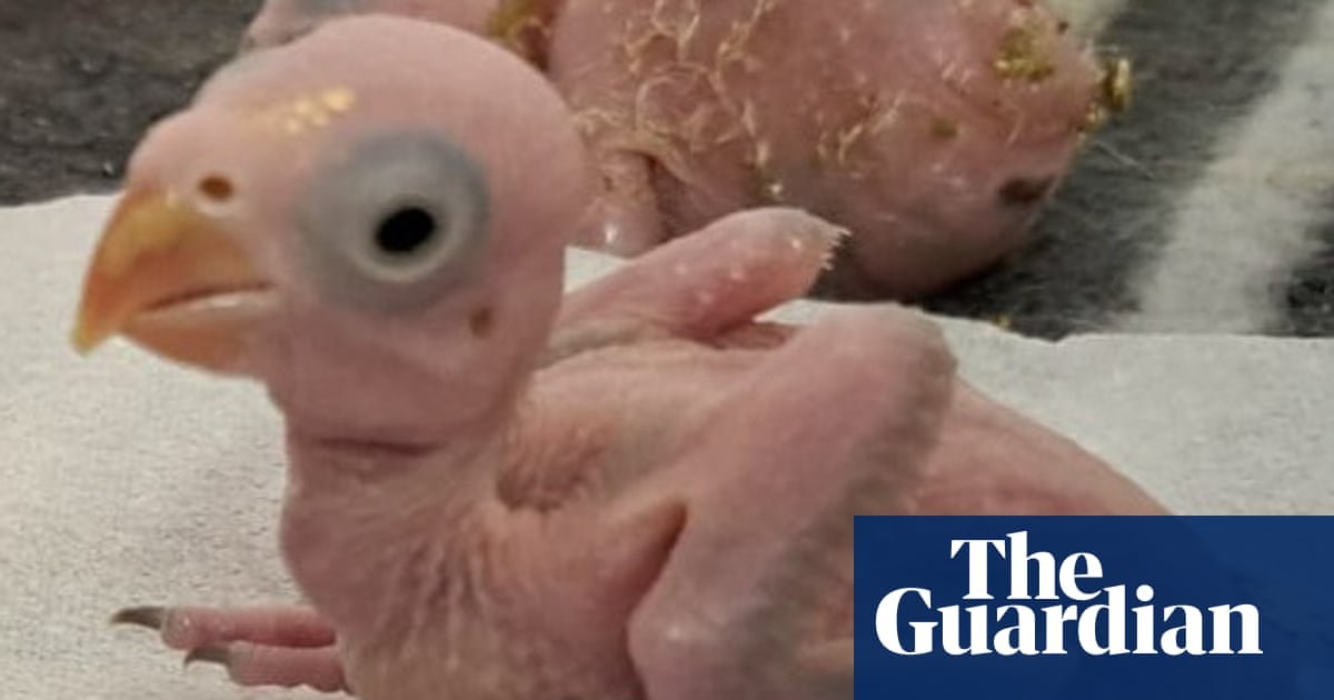 Thai nationals arrested for smuggling parrot eggs in South Africa