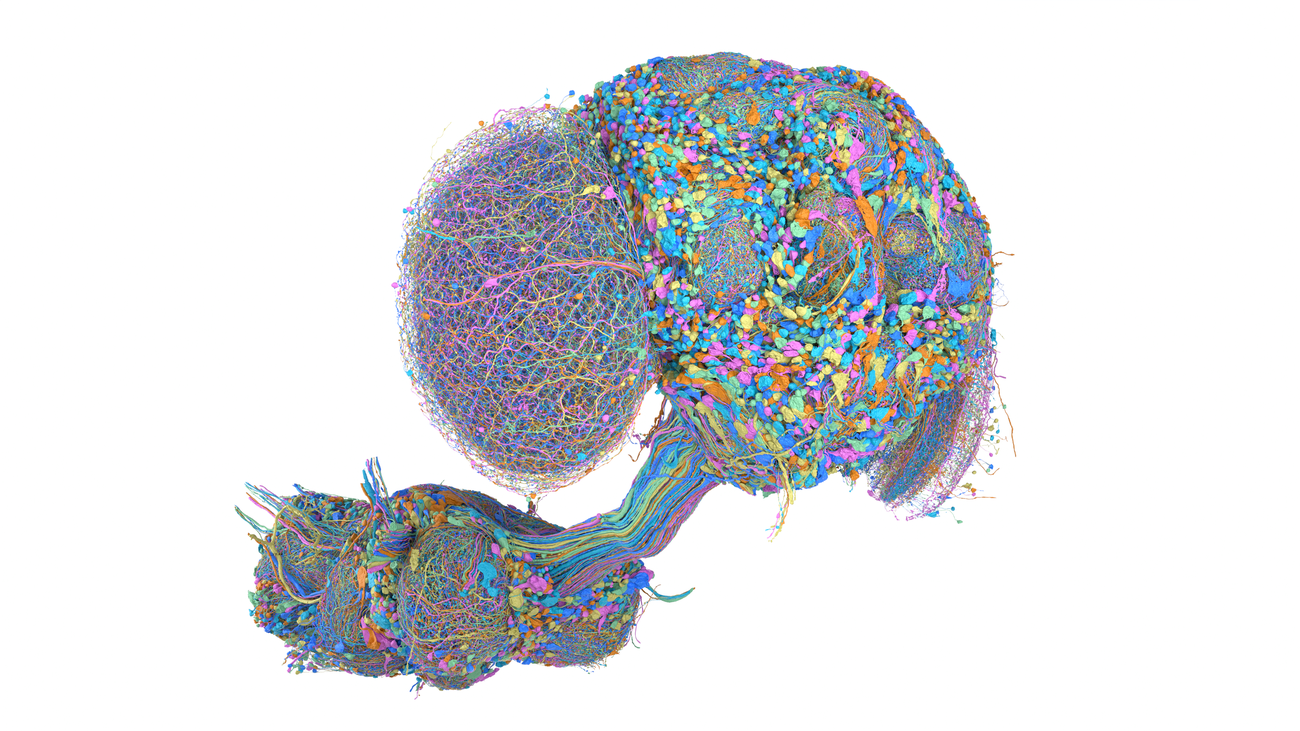 Male Fruit Fly Brain Fully Mapped