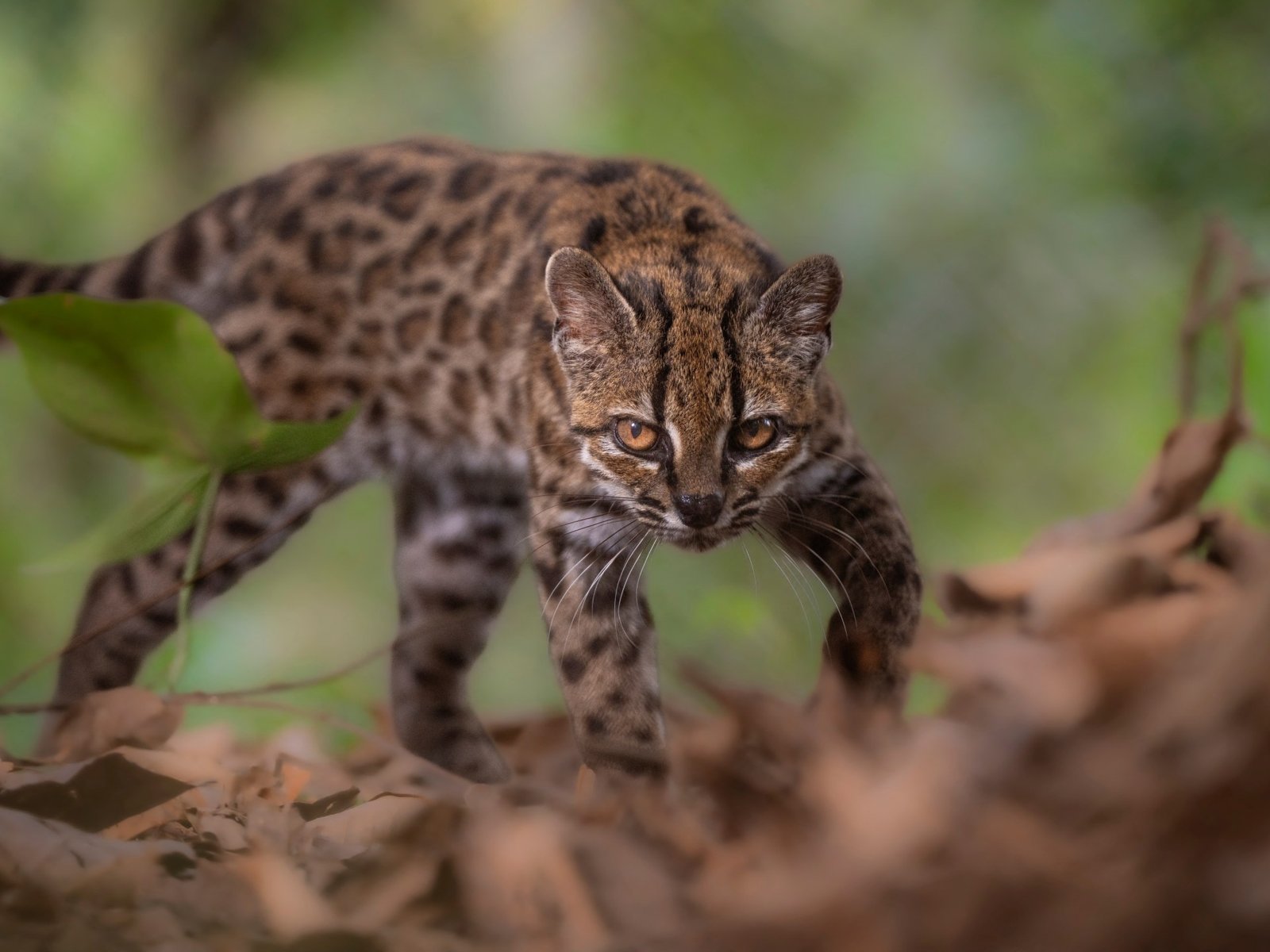 New cat species found in Bolivia after century